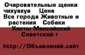 Очаровательные щенки чихуахуа  › Цена ­ 25 000 - Все города Животные и растения » Собаки   . Ханты-Мансийский,Советский г.